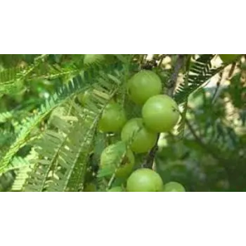 Natural Amla Plants