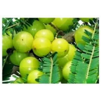 Amla Plant Manufacturer