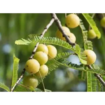 Organic Amla Plant Manufacturer