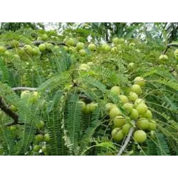 Amla Plant Manufacturer