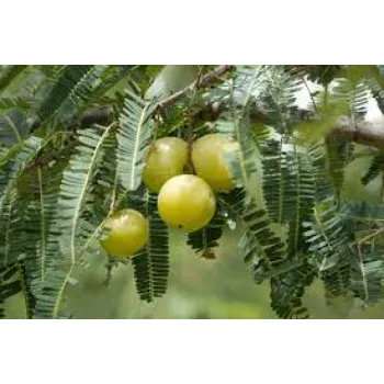 Pure Amla Plant