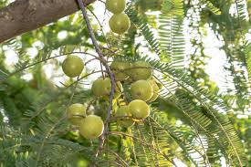 Organic Fresh Amla