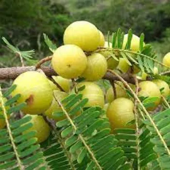 Organic Fresh Amla