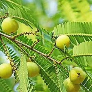 Organic Fresh Amla