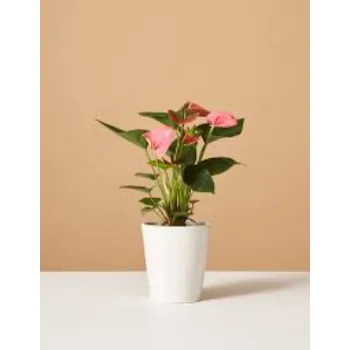 Fresh Anthurium  Plant