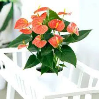 Anthurium