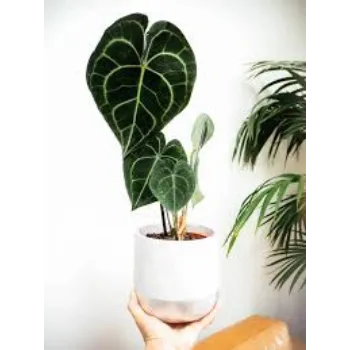 Natural Anthurium Plant