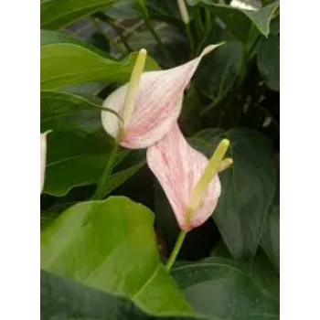 Common Anthurium Plants