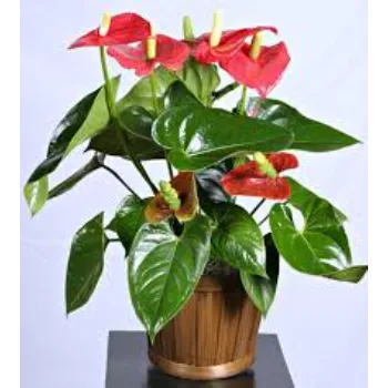 Anthurium