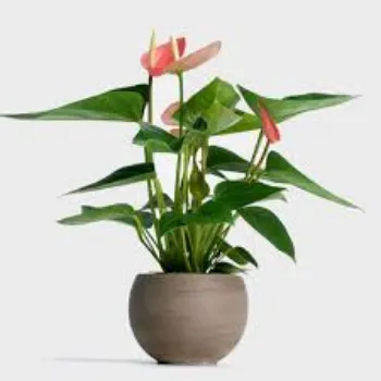 Fresh Anthurium Plant