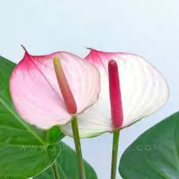 Natural Anthurium Plant