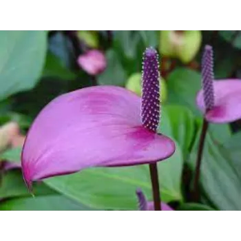 Natural Anthurium Plants