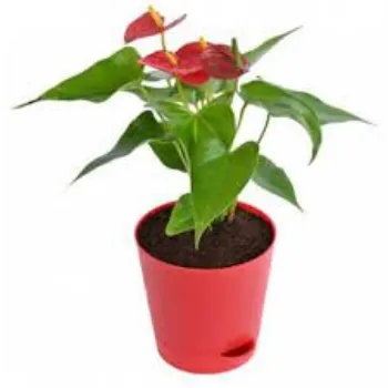 Fresh Anthurium Plant