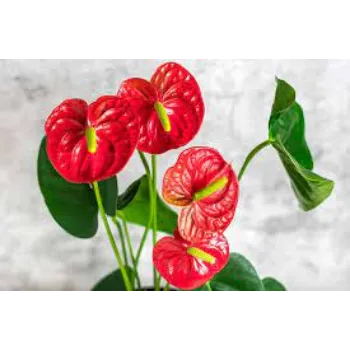 Natural Anthurium Plant