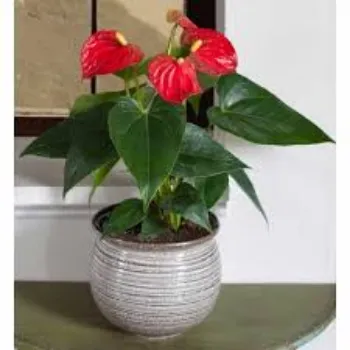 Natural Anthurium Plants