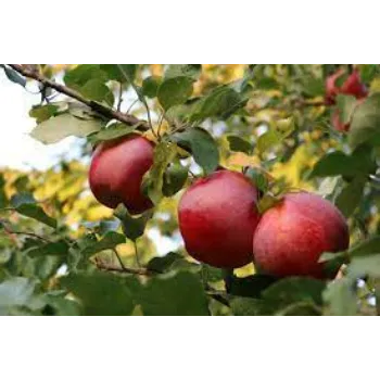 Apple Fruit Plants Manufacturer