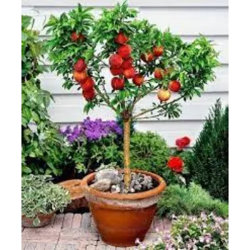 Natural Apple Plant