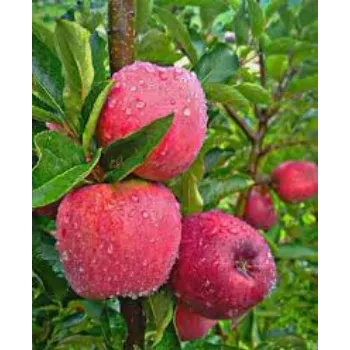 Apple Plant Manufacturer