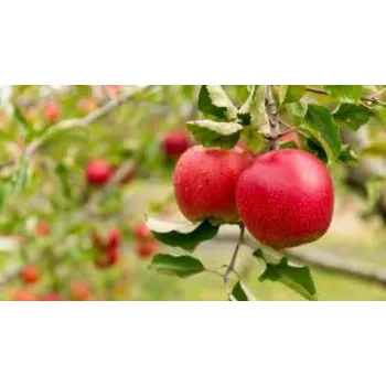 Apple Plant