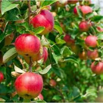 Organic Apple Plants