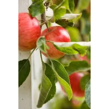 Fresh Apple Plant