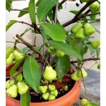 Common Apple Plants