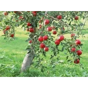 Natural Apple Plant Manufacturer