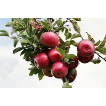 HRMN 99 Apple Plant Manufacturer