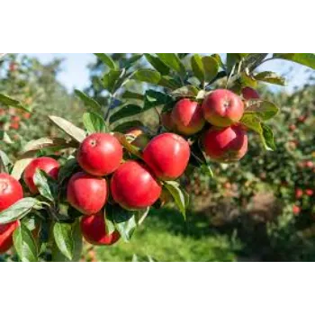 Natural Apple Plant Manufacturer