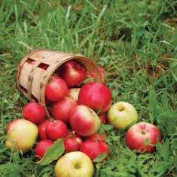 Natural Apple Plants