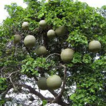 Natural Apple Plants