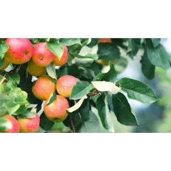 Organic Apple Plant Manufacturer