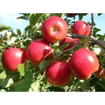 Common Apple Plants Manufacturer