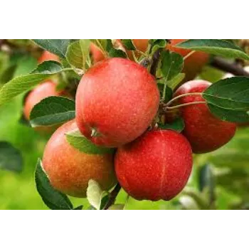 Pure Apple  Plant