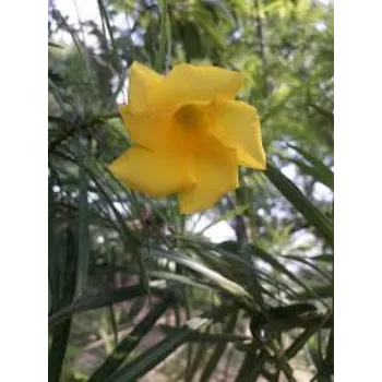 Natural Arali Flowers