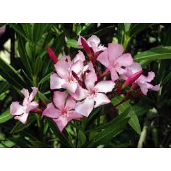 Natural Arali Flowers