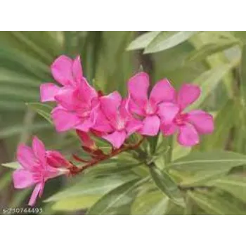 Organic Arali Flowers