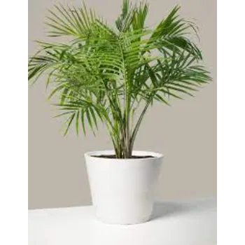 Areca Palm Plant