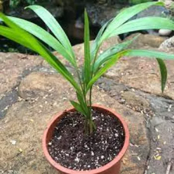 Fresh Areca Palm  Plant