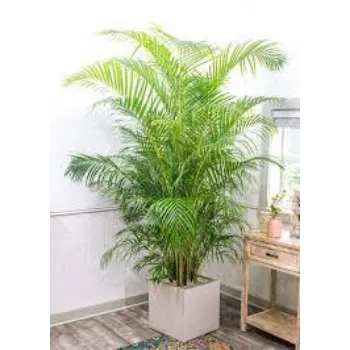 Organic Areca Palm Plants