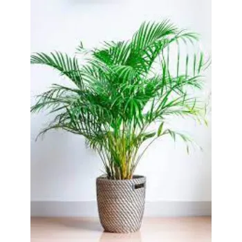 Natural Areca Palm Plant