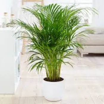 Natural Areca Palm  Plant