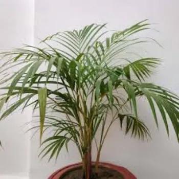 Fresh Areca Palm Plant