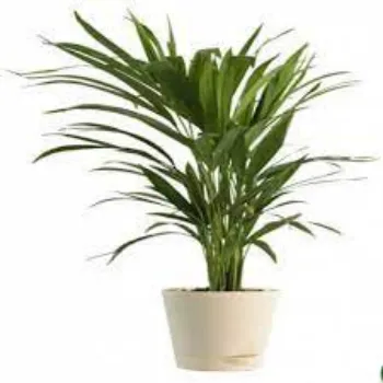 Natural Areca Palm  Plant