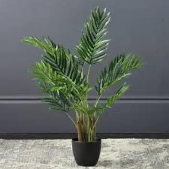 Fresh Areca Palm Plant