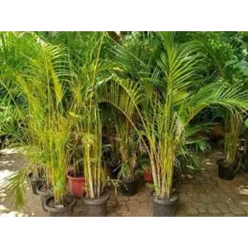 Organic Areca Palm Plant