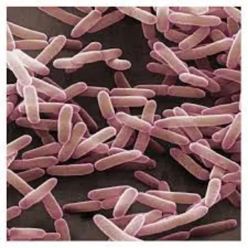 Bacillus Subtilis