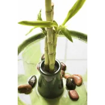 Bamboo Plant