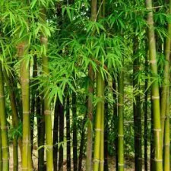 Natural Bamboo Plant