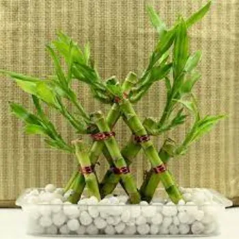 Organic Bamboo Plants